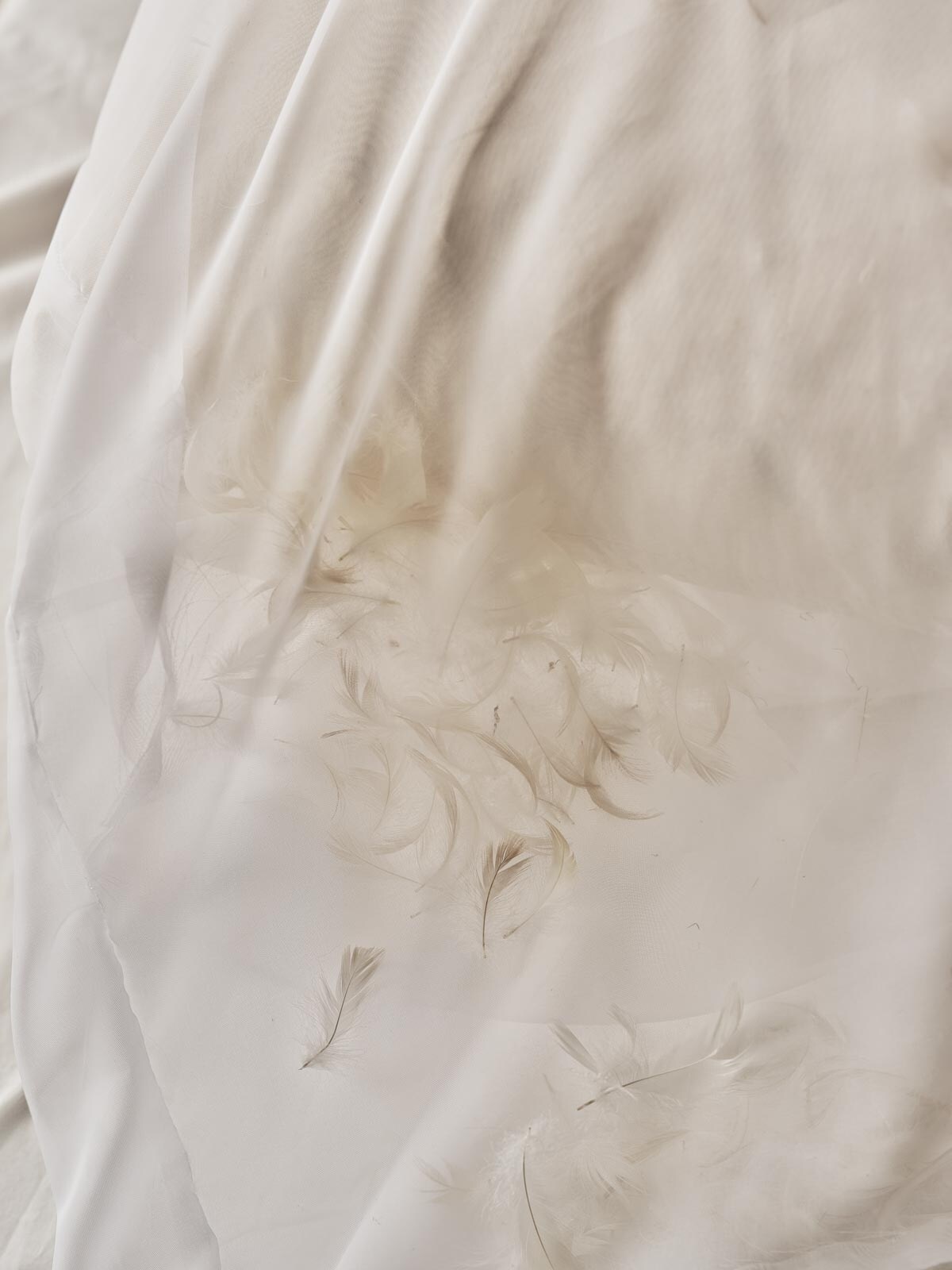 Feathers from a pillow lying on a white sheet